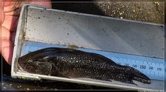 Gobiomorphus gobioides