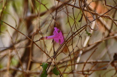 Fridericia patellifera