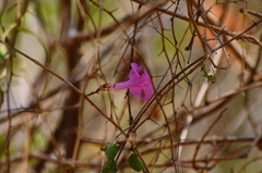 Fridericia patellifera