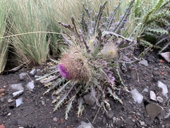Cirsium nivale
