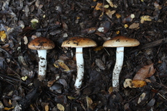 Cortinarius austroturmalis