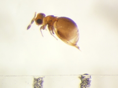 Pseudoceraphron