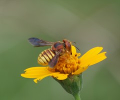 Trachusa cordaticeps
