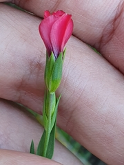 Linum decumbens