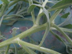 Matthiola parviflora