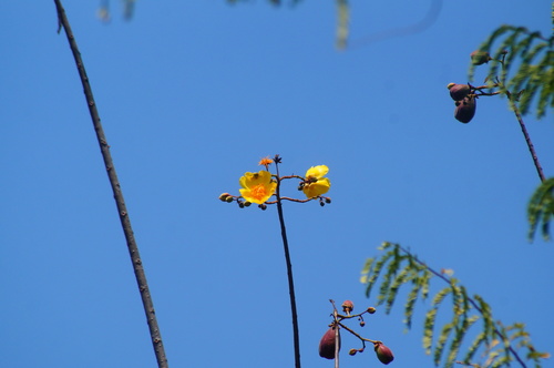 Silk cottontree (Cochlospermum vitifolium)