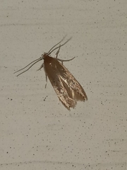 Limnaecia phragmitella