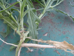 Matthiola parviflora