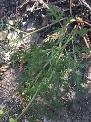 Tauschia parishii