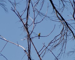Icteria virens auricollis