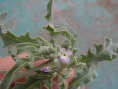 Matthiola parviflora