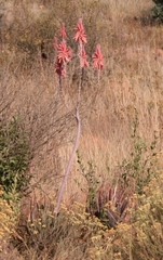 Aloe pretoriensis