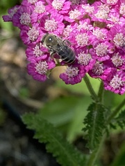 Lasioglossum sisymbrii