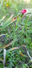 Linum decumbens