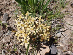 Triteleia ixioides
