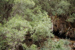 Nuxia oppositifolia