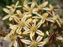 Triteleia ixioides