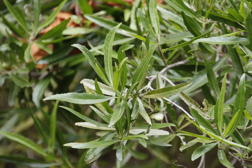 Image of Nuxia oppositifolia by (c) Tony Rebelo, some rights reserved (CC BY-SA)