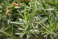 Nuxia oppositifolia