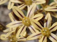Triteleia ixioides