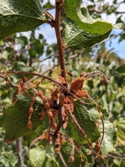 Acacia denticulosa
