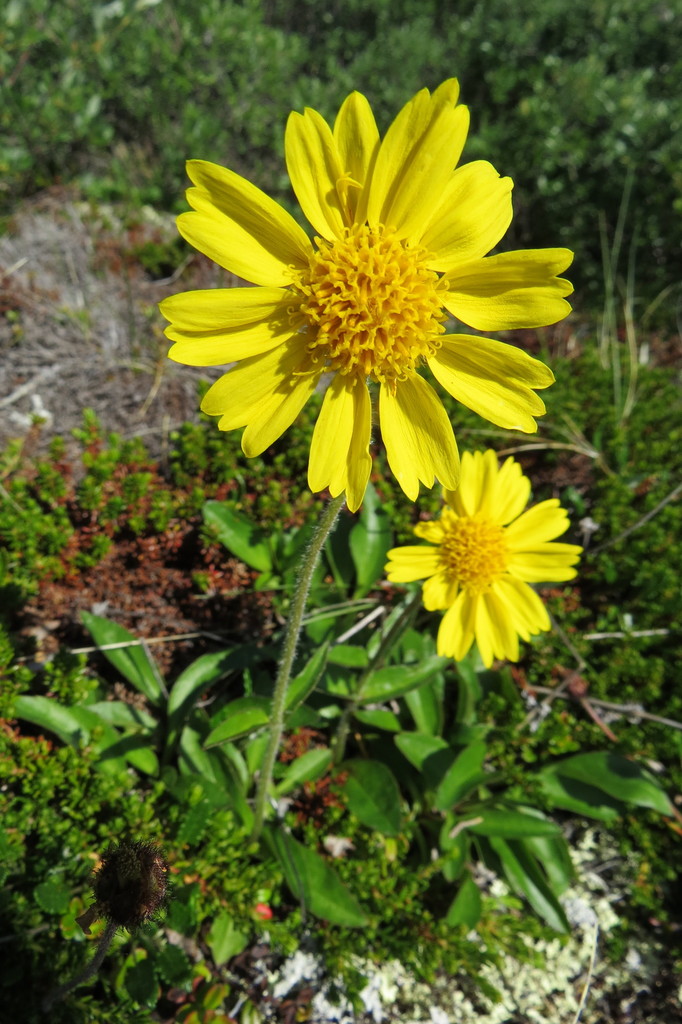 Snow Arnica