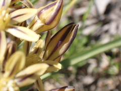 Triteleia ixioides