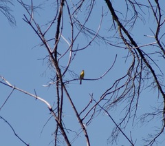 Icteria virens auricollis