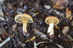 Austropaxillus statuum