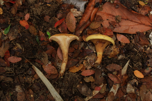 Austropaxillus statuum, foto de la comunidad