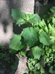 Chenopodiastrum hybridum