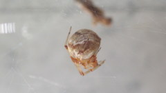 Parasteatoda tabulata