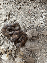 Leptodeira splendida