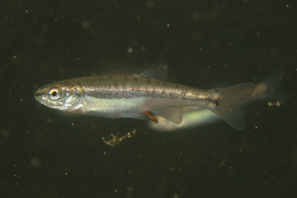 Languedoc Minnow