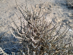 Atriplex julacea