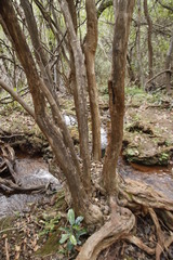 Nuxia oppositifolia