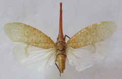 Pyrops oculatus