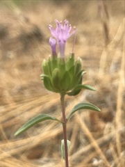Monardella breweri microcephala