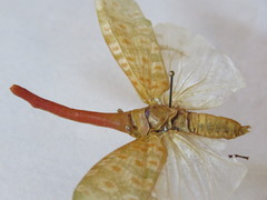 Pyrops oculatus