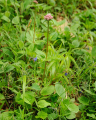 Valeriana montana