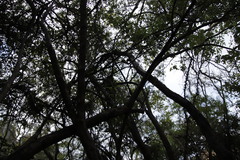 Nuxia oppositifolia