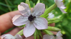 Microbotryum saponariae