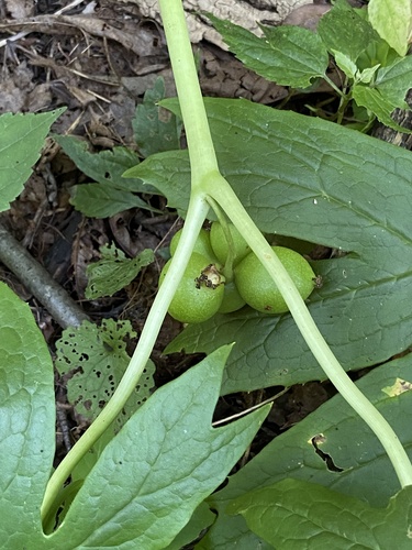 Podophyllum peltatum