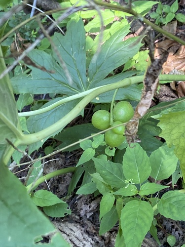 Podophyllum peltatum