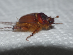 Pachypus candidae