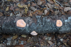 Aleurodiscus vitellinus