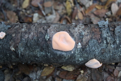 Aleurodiscus vitellinus