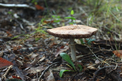 Macrolepiota bonaerensis
