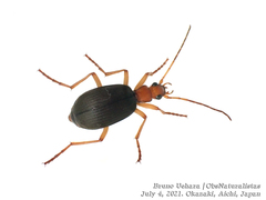 Brachinus scotomedes