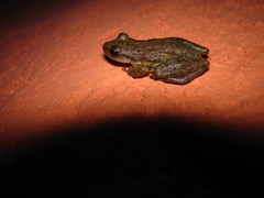 Scinax staufferi